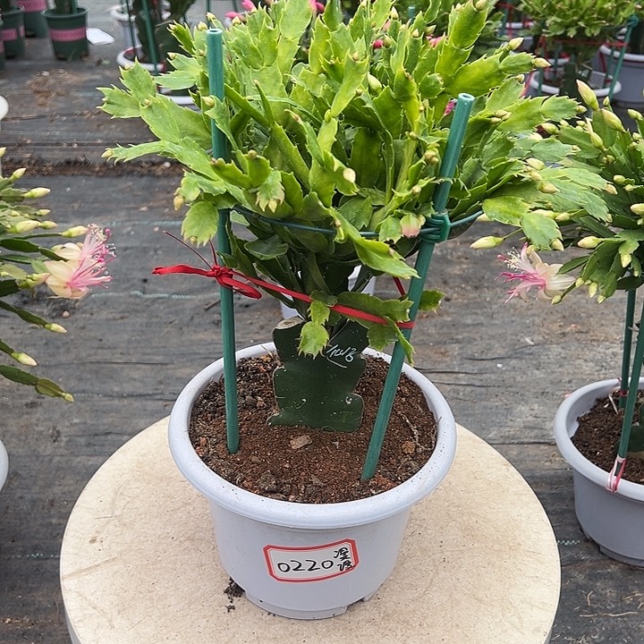 白盆荷花蟹爪兰0220