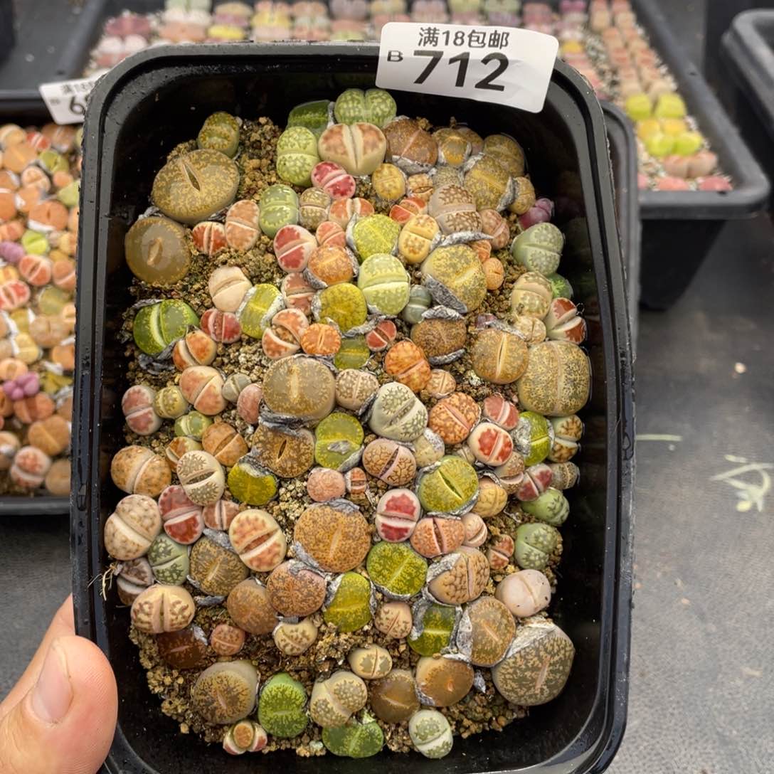 红陶00000000000712