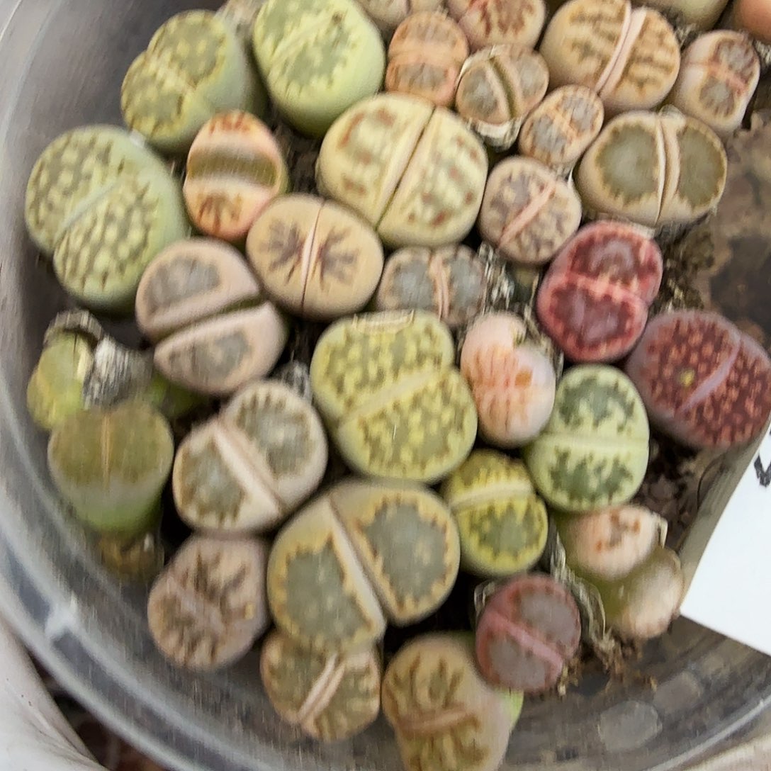 是因为她太喜欢了所以还是467