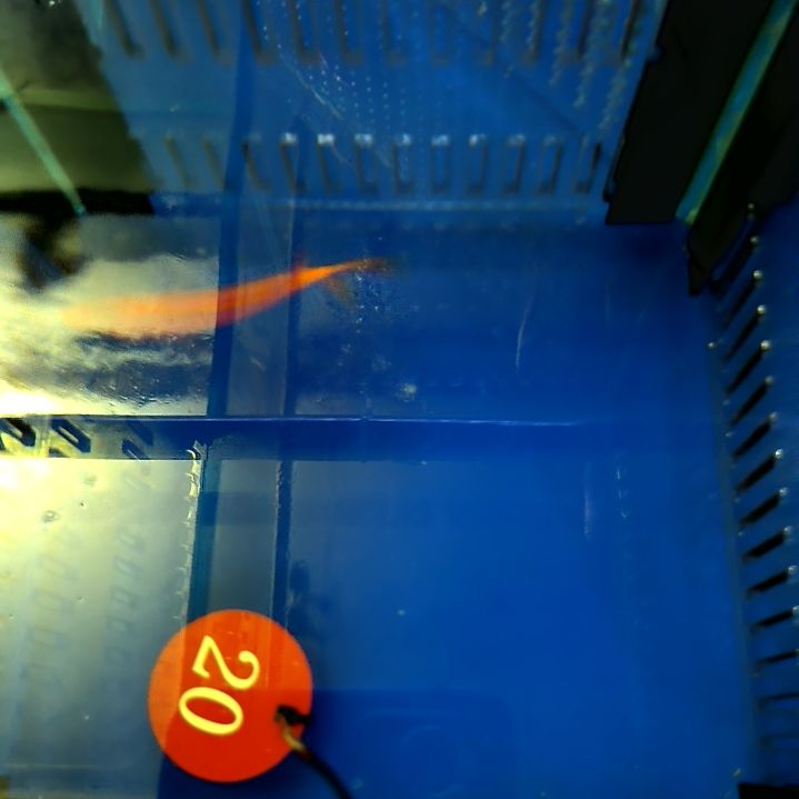 金杯紫后7+/2-14-20