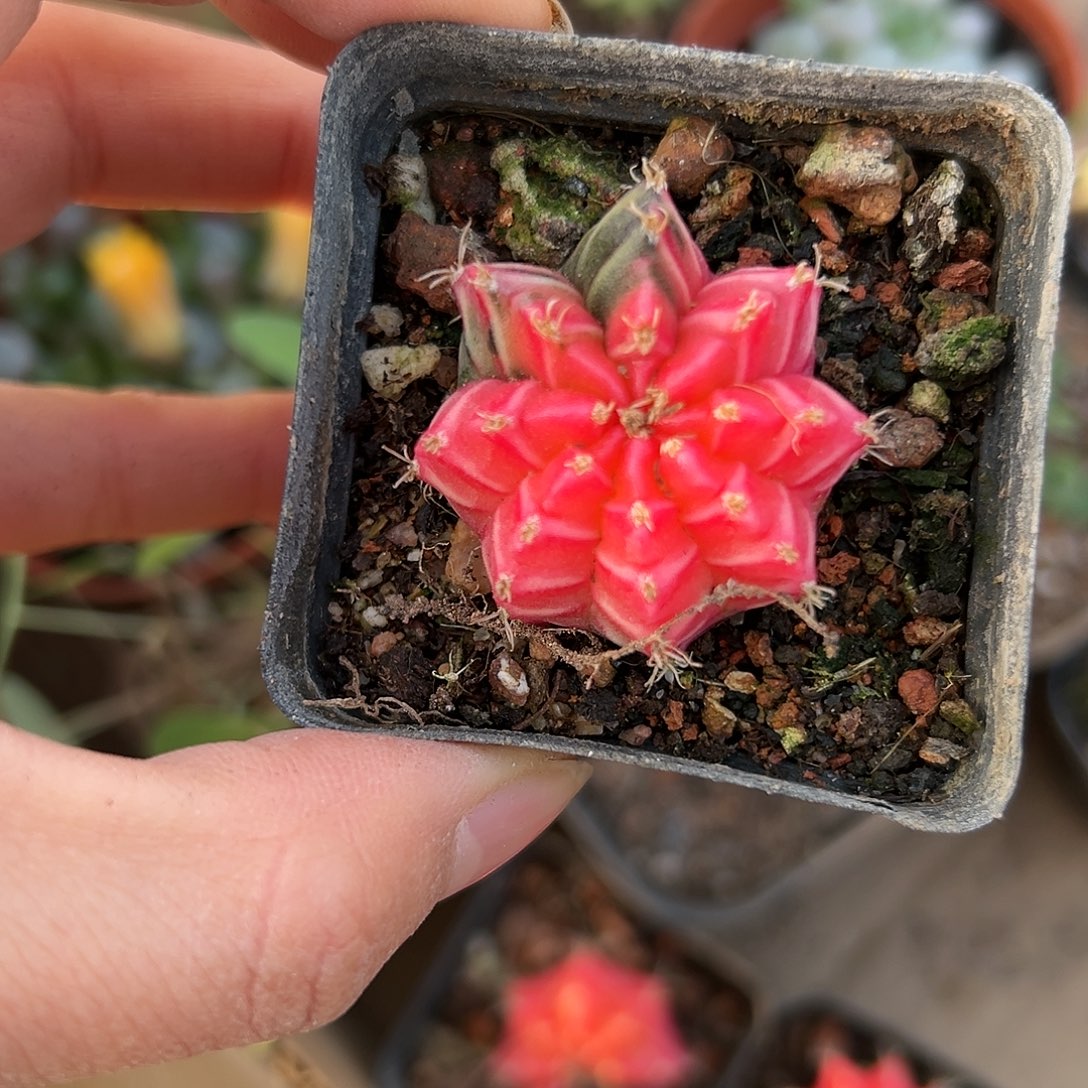 娜哦哦哦哦哦哦呃呃呃