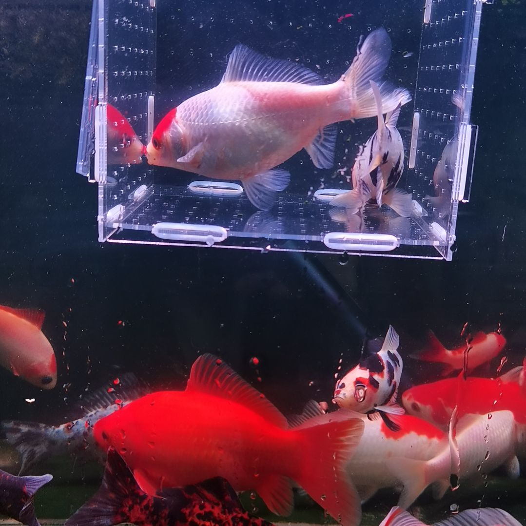 金鱼丹顶红嘴草金，水墨草金