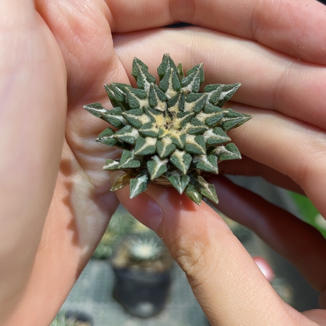 3.7cm实生黑牡丹萝卜根