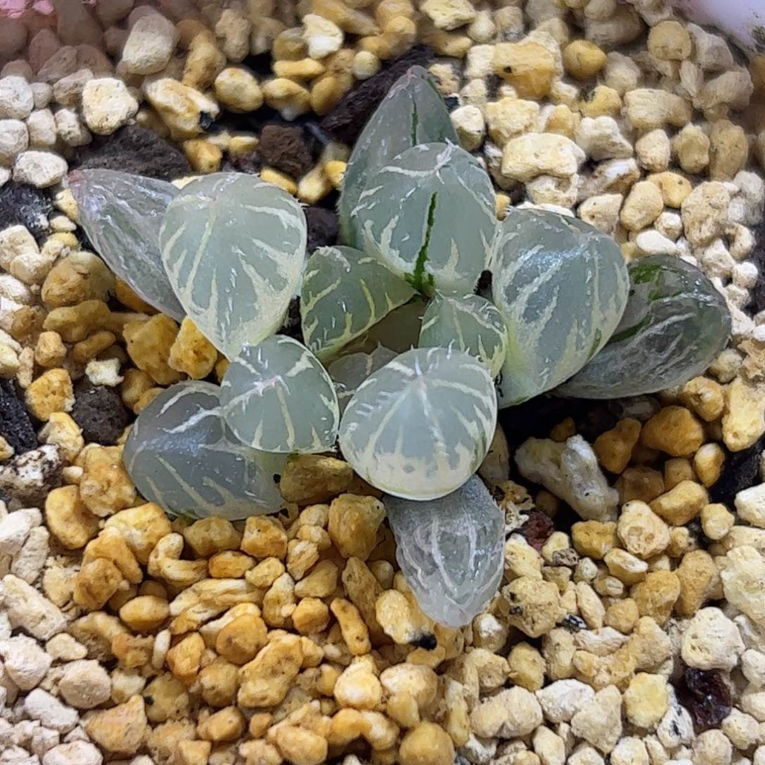 糊斑oh锦十二卷多肉植物满