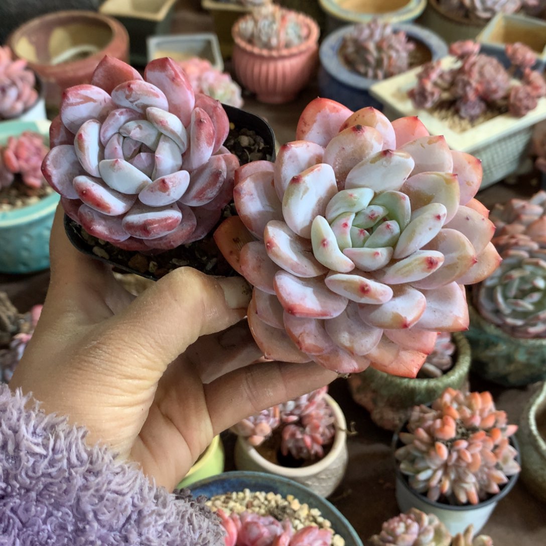 石榴籽哈哈哈哈哈哈哈哈哈