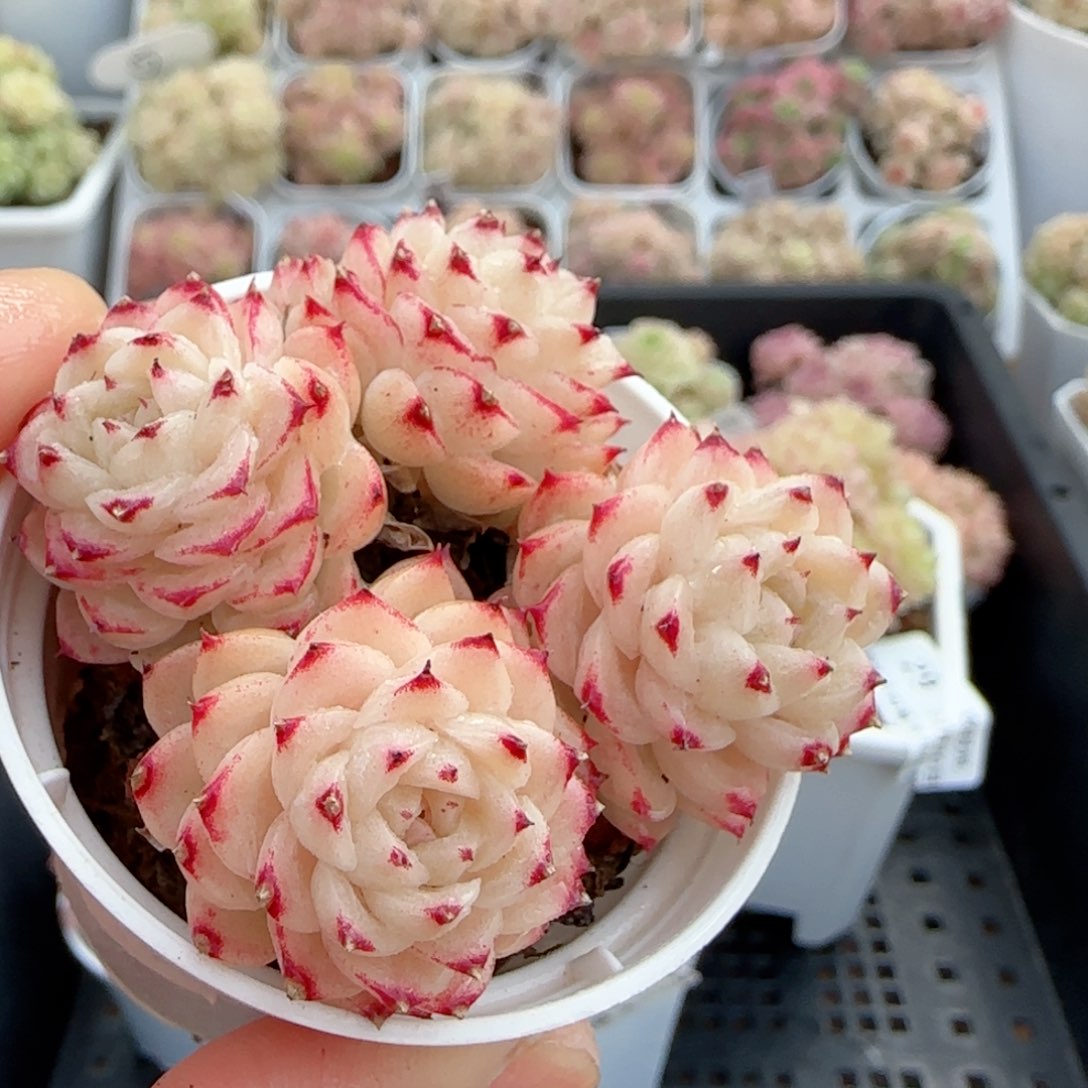 【闪购商品】0220-32边线小魔仙