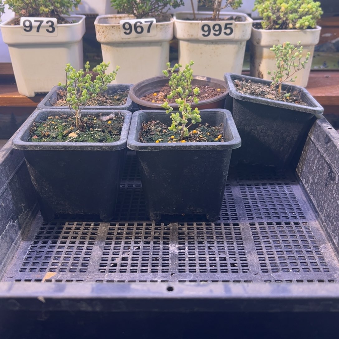 安***安枝干番杏多肉植物994安