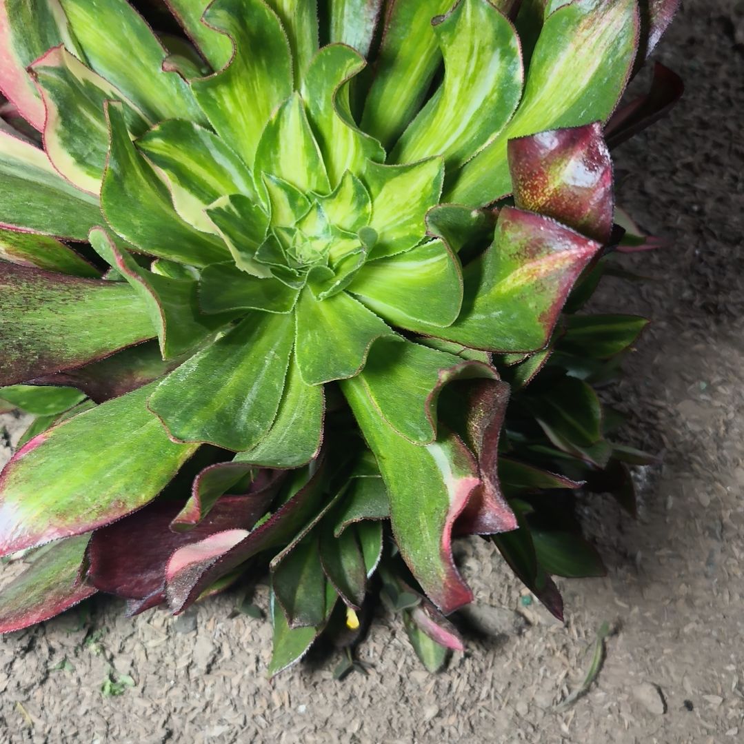 魅影中班七彩6-071