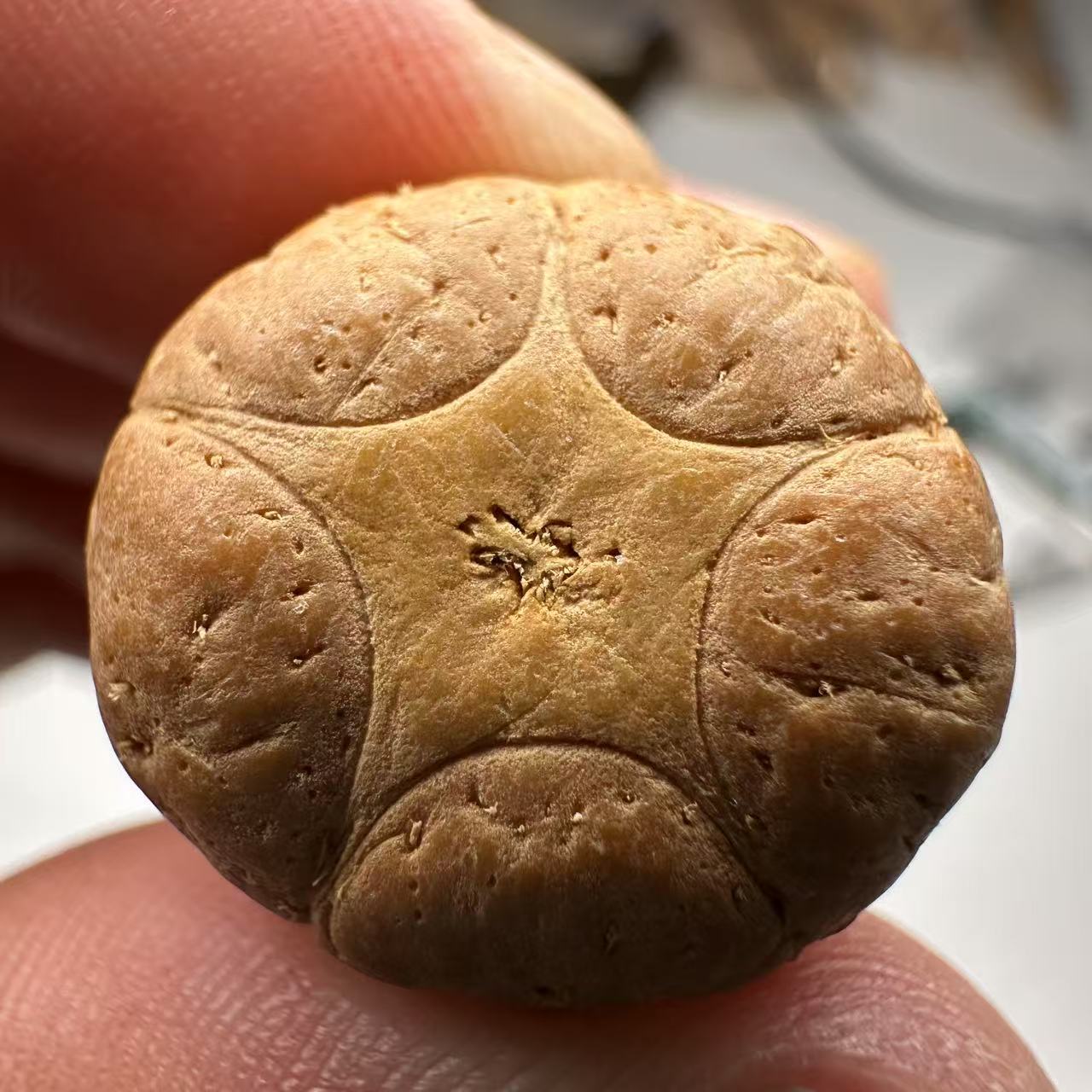 尼泊尔五星菩提，尺寸20，sss系列，货号46