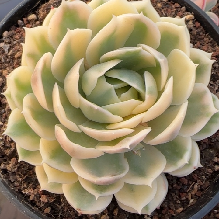 绿体昂斯洛锦多肉植物