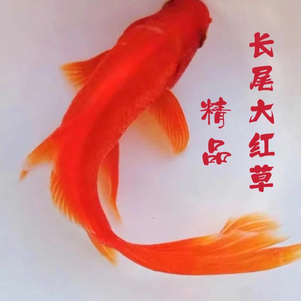 超大尺寸纯红白18-22厘米3条火焰红白金鱼冷水新手观赏鱼好养耐活