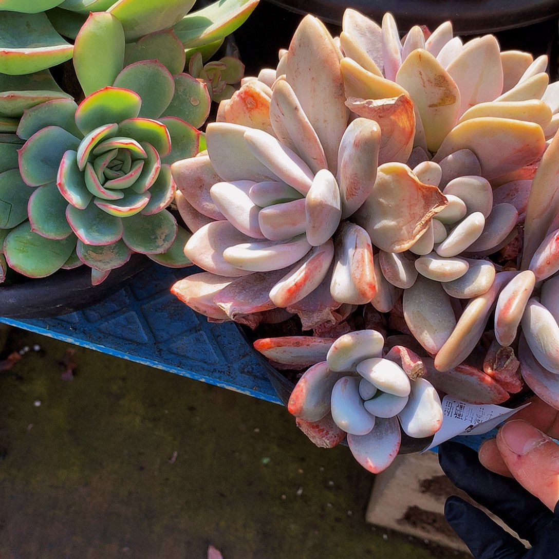 秋***风粉兔29013吨肉多肉