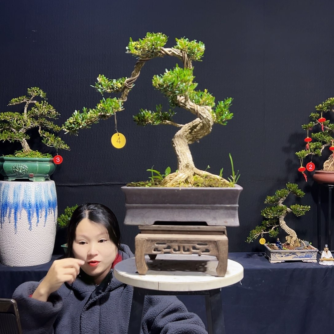 绿植广东皱皮黄杨木 