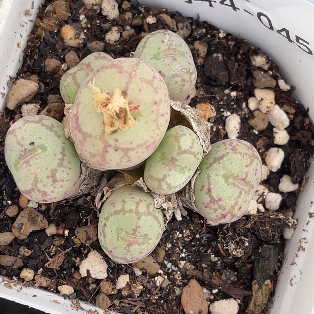 4-45猴多肉植物肉锥