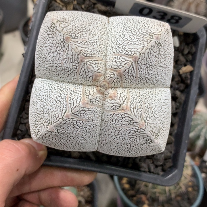 【闪购商品】开播福利实生实生实生