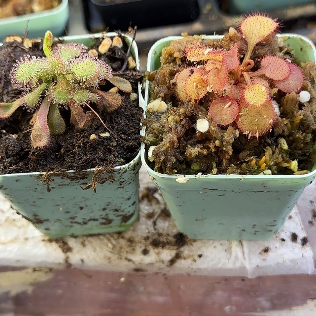 完全开放茅膏菜2棵