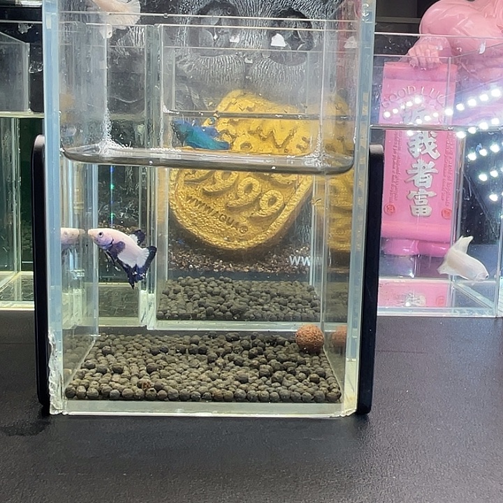 斗鱼36号923早青花
