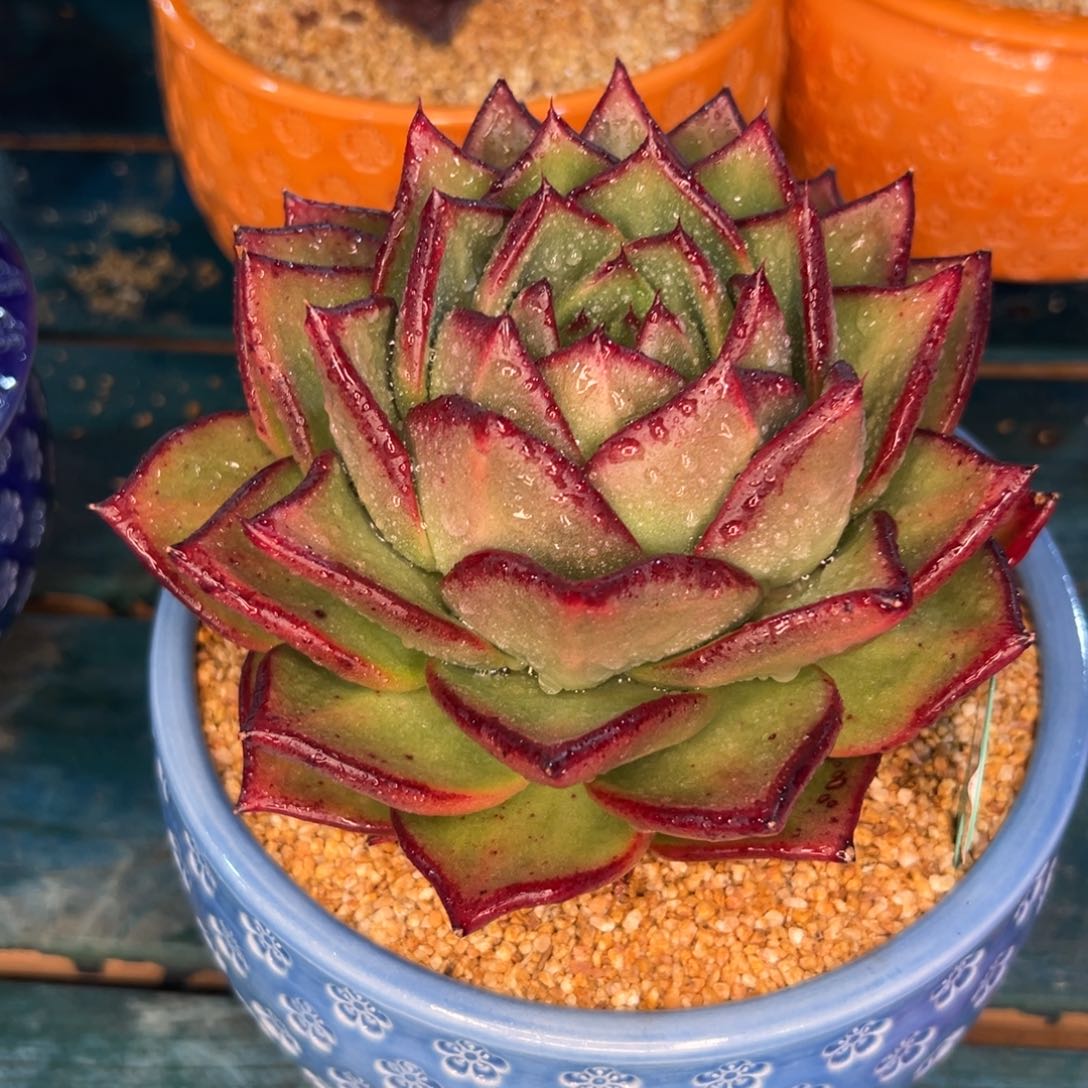 多肉一物一拍编号0208-145