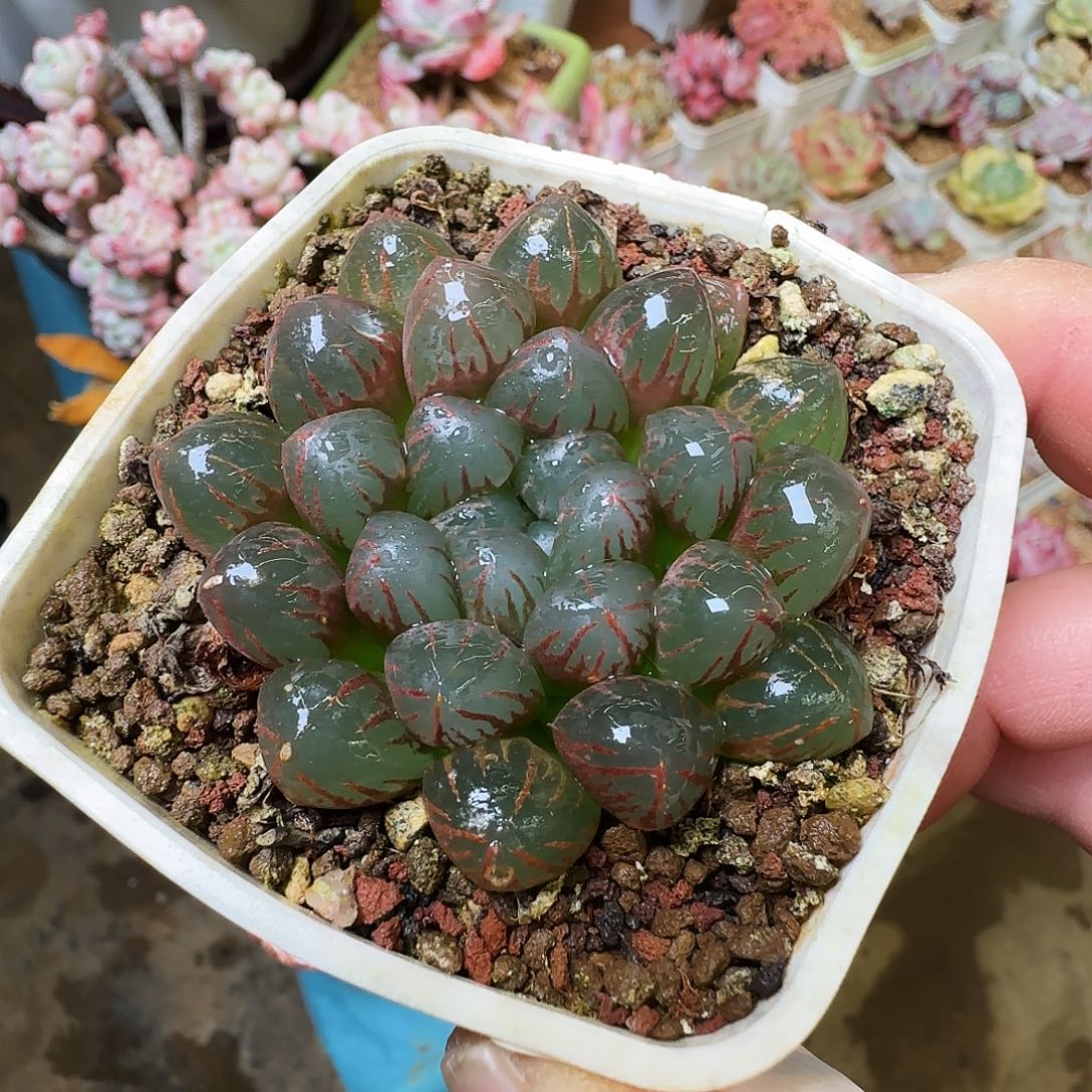 实生玉露，279、，仙农出品