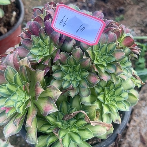 多肉植物韶华66号