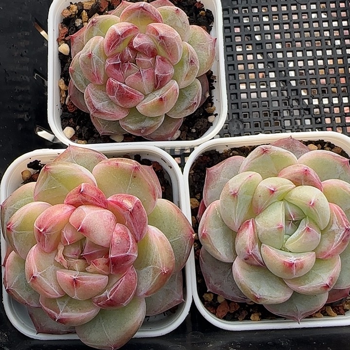   花时光精品多肉。    118