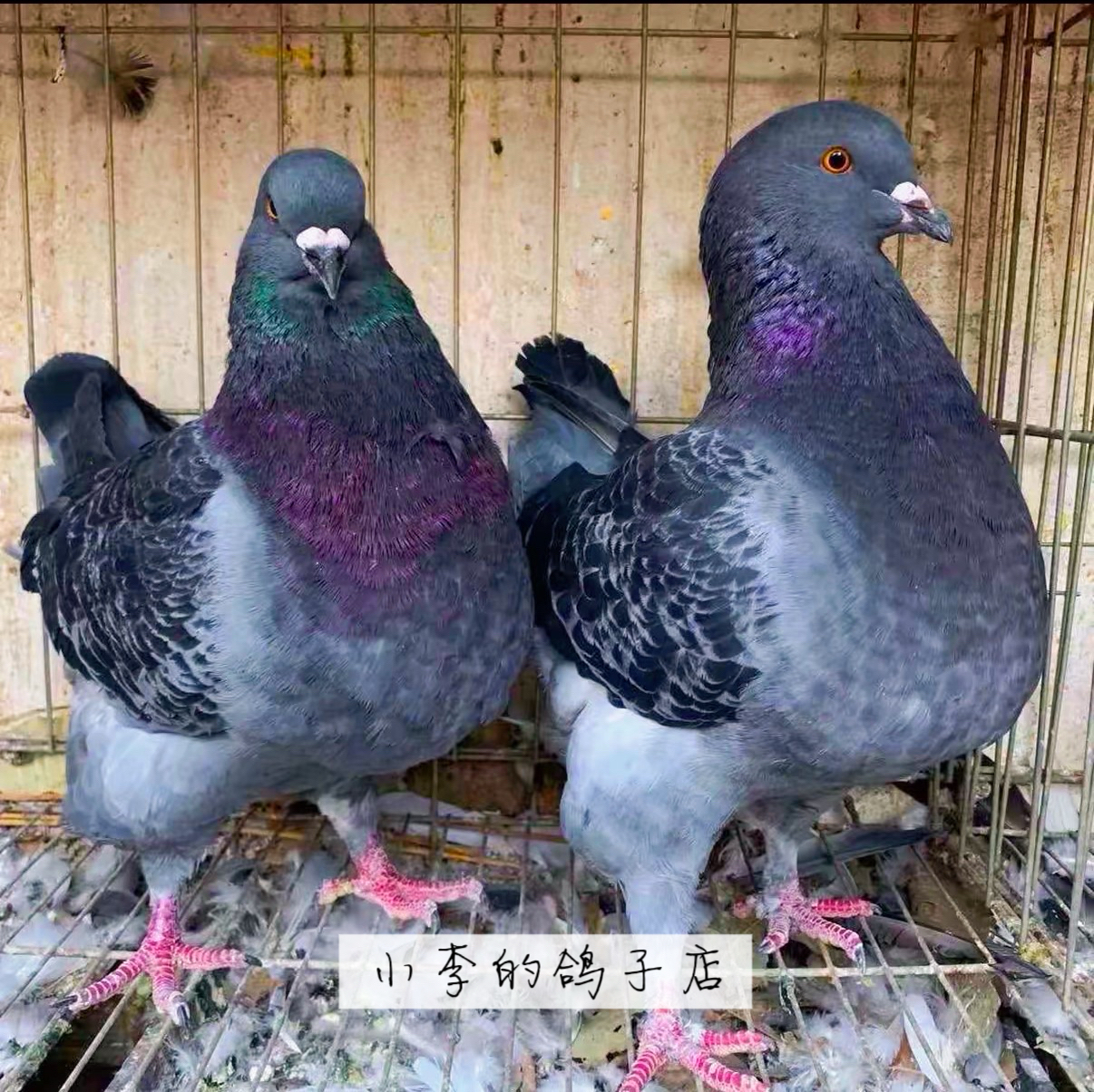 元宝鸽（直播间拍单专属）实物以直播间展示为准，一物一拍