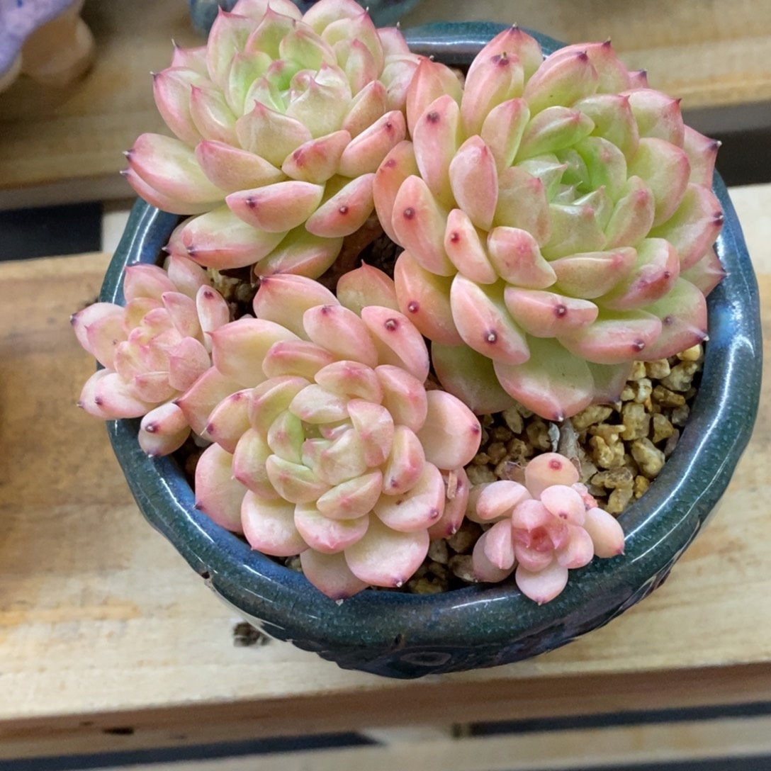 精品多肉一物一拍不包整247