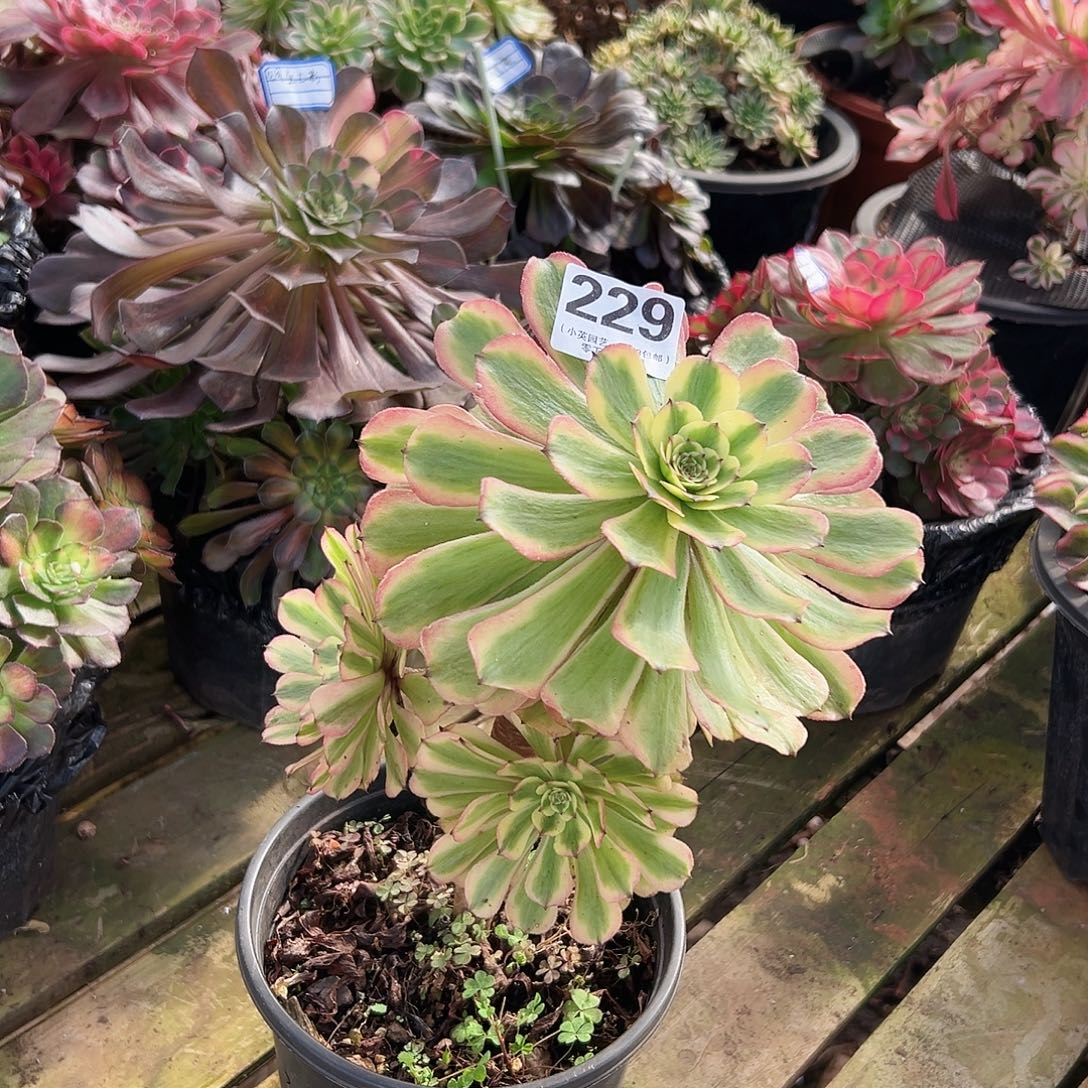 多肉植物多肉植物229