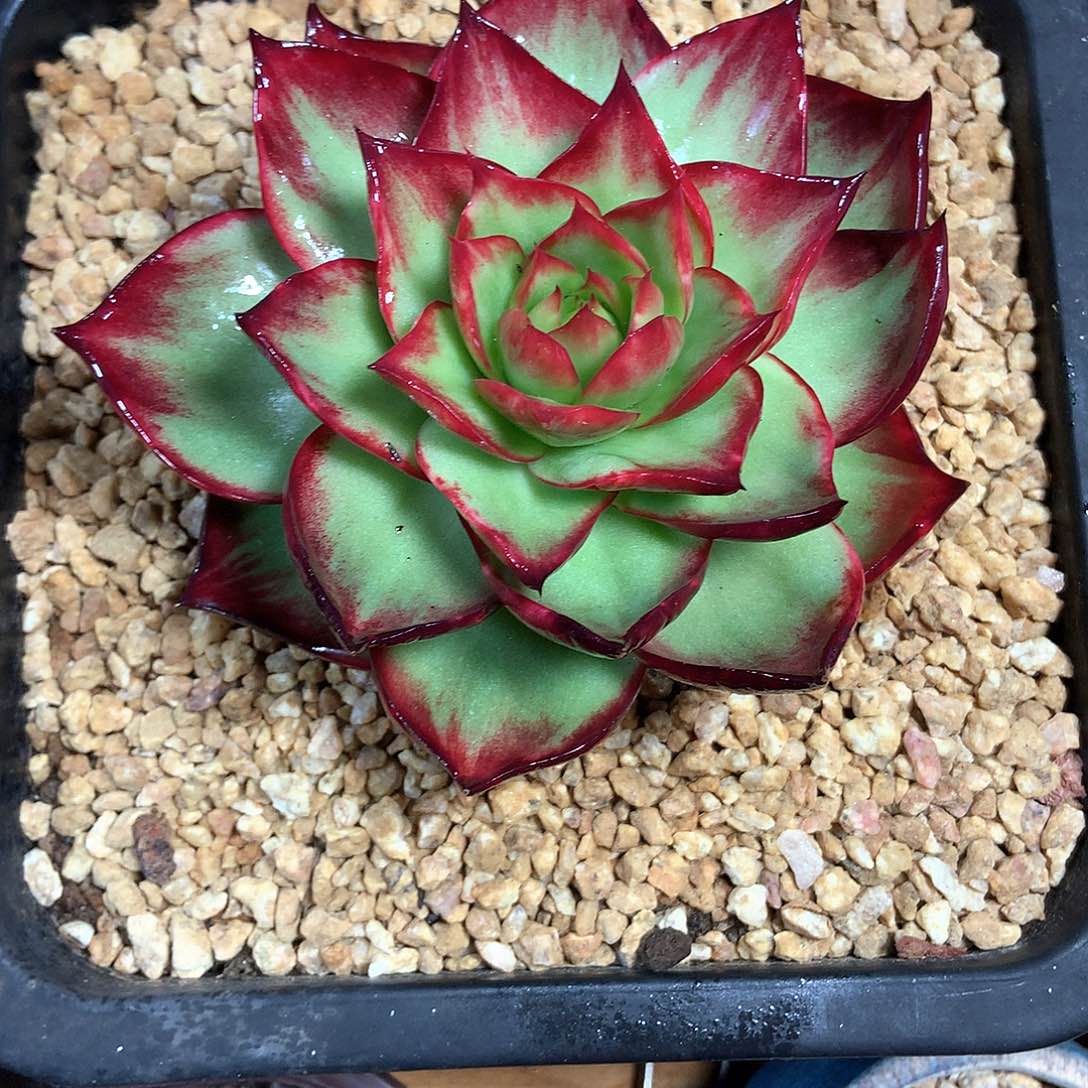 惊鸿仙子多肉植物