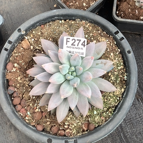 黄胖体哥特大单头274 亏本处理退单拉黑