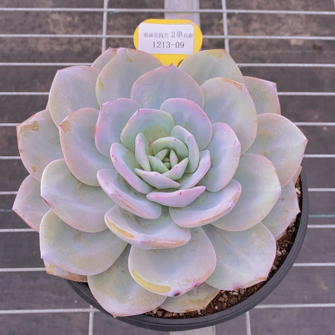 1213-09-超大母本奶茶单头一个