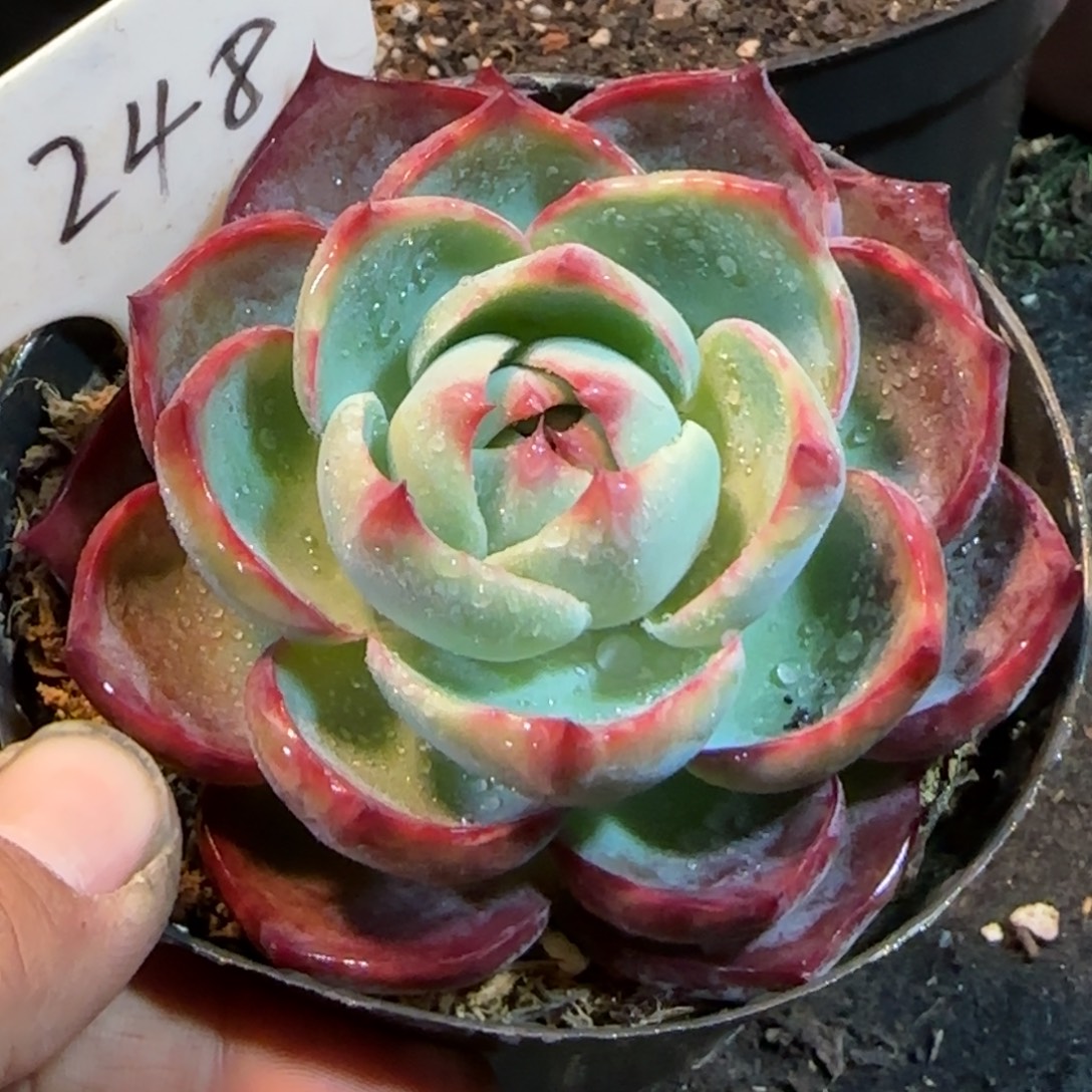 玫瑰惊鸿一物一拍包装收缩花旱248