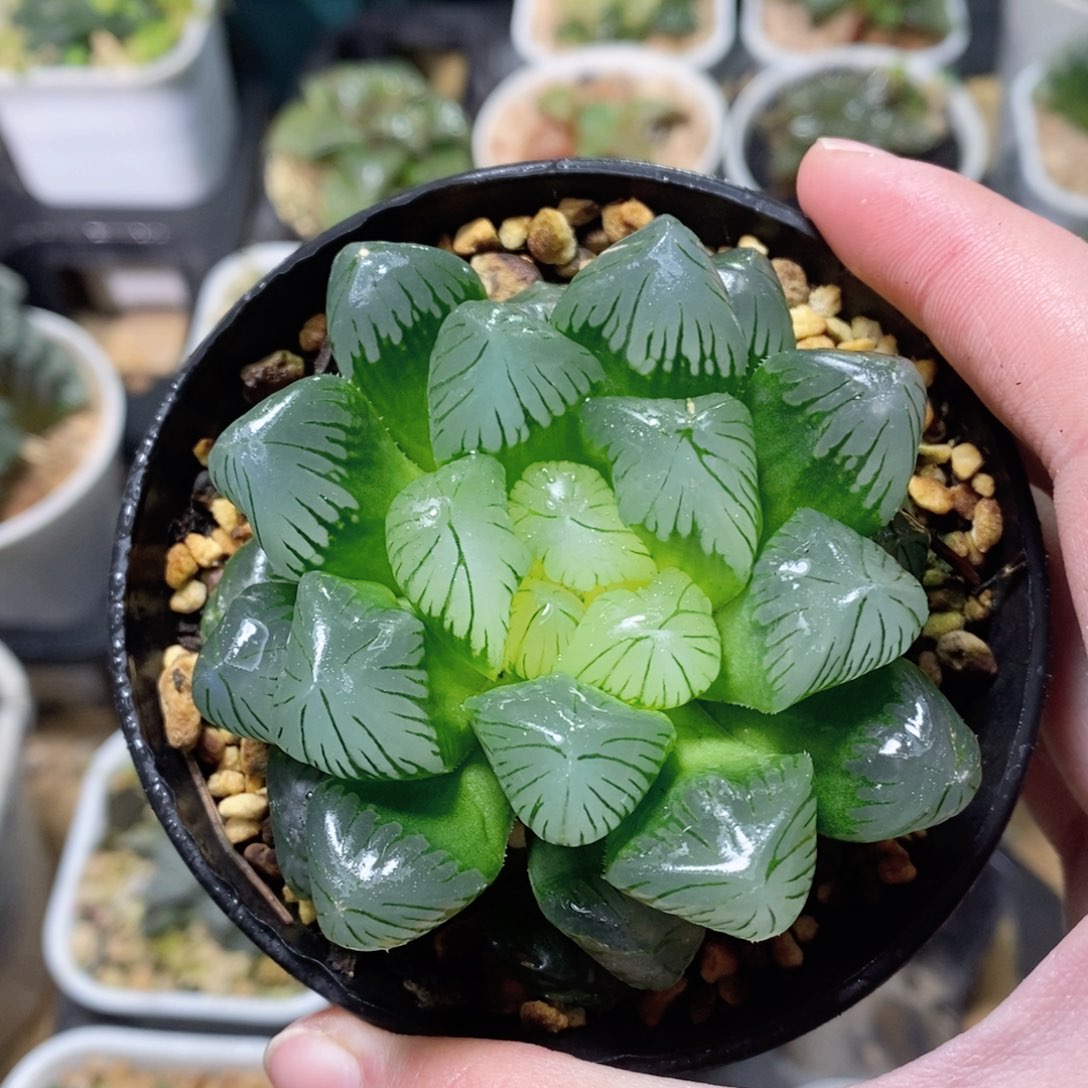 翠玉露多肉植物多肉植物