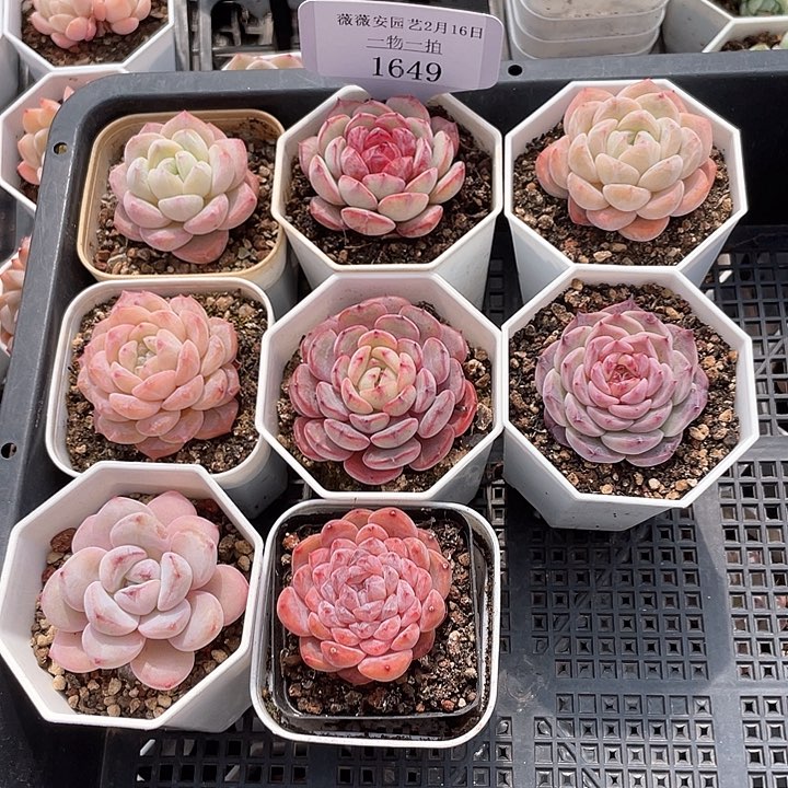 薇薇安园艺多肉1649