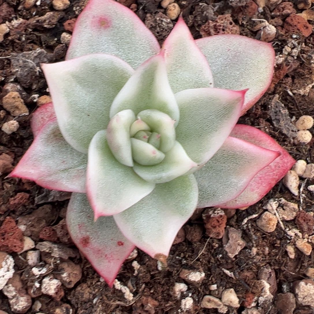 美乌锦，覆轮锦多肉