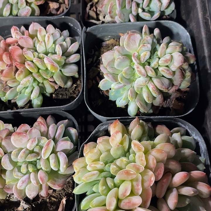 粉珍妮缀化带盆土发货