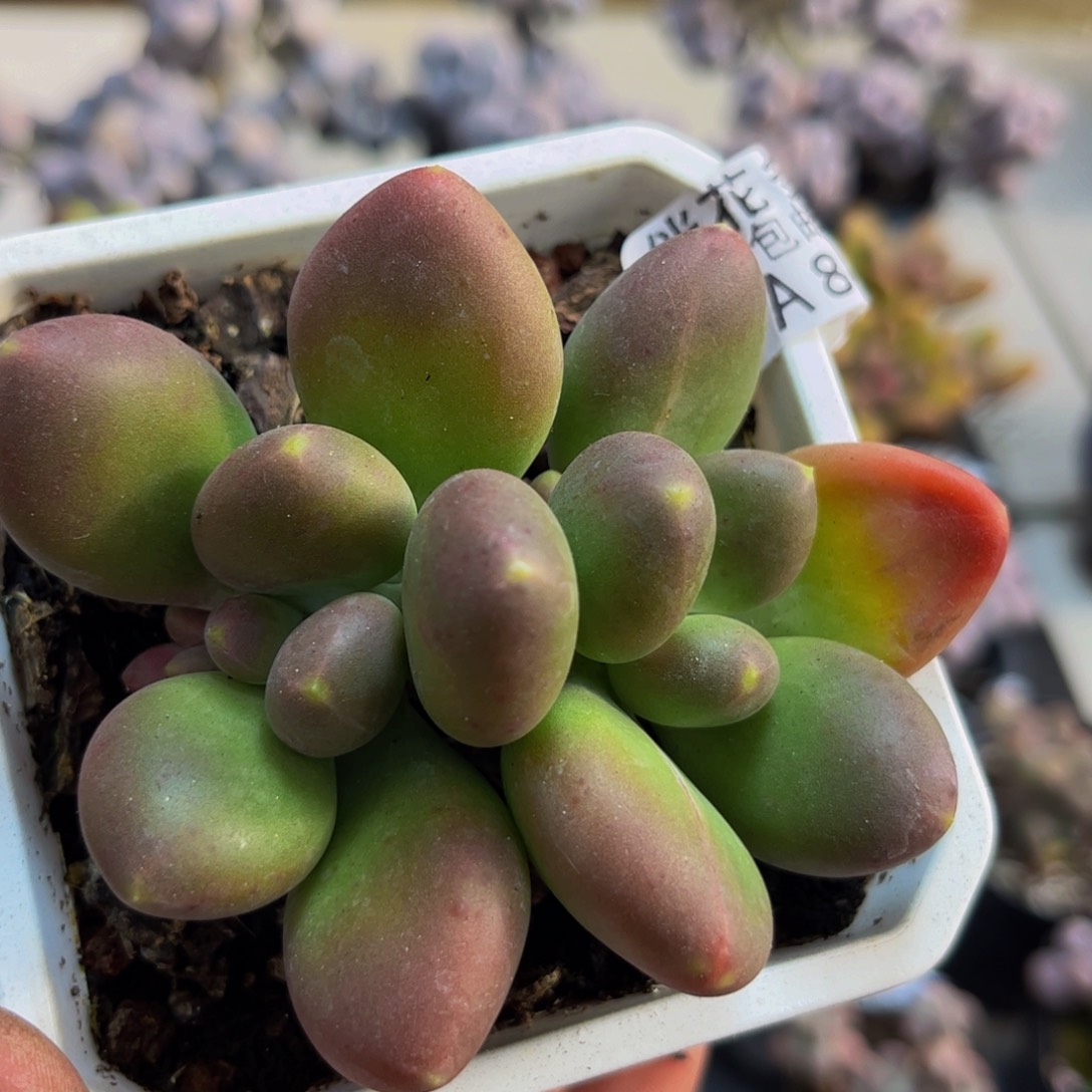 842/6cm芒果奶苗多肉