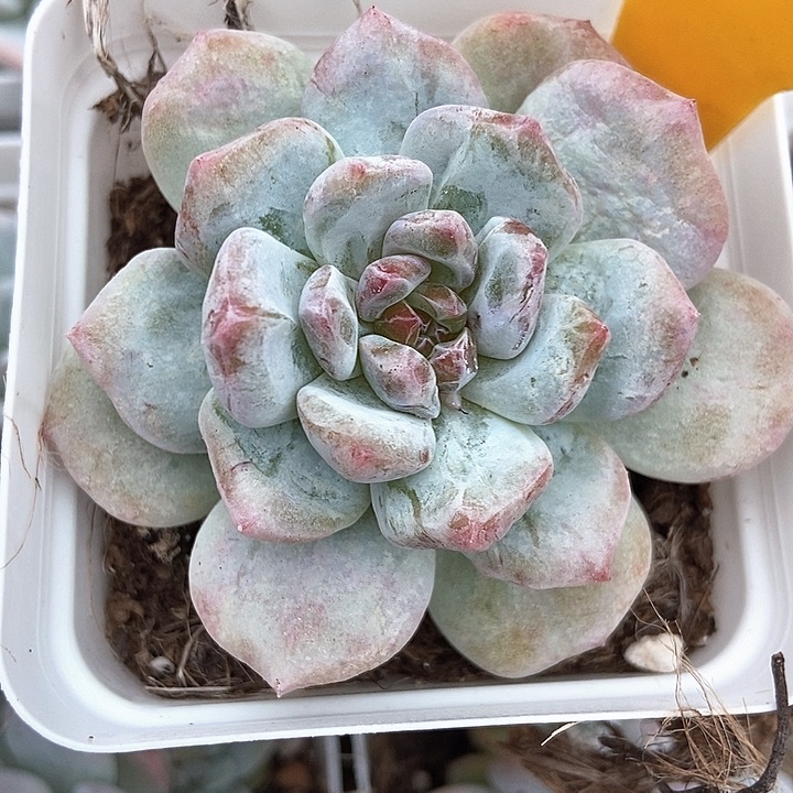 多肉植物石化1928多肉