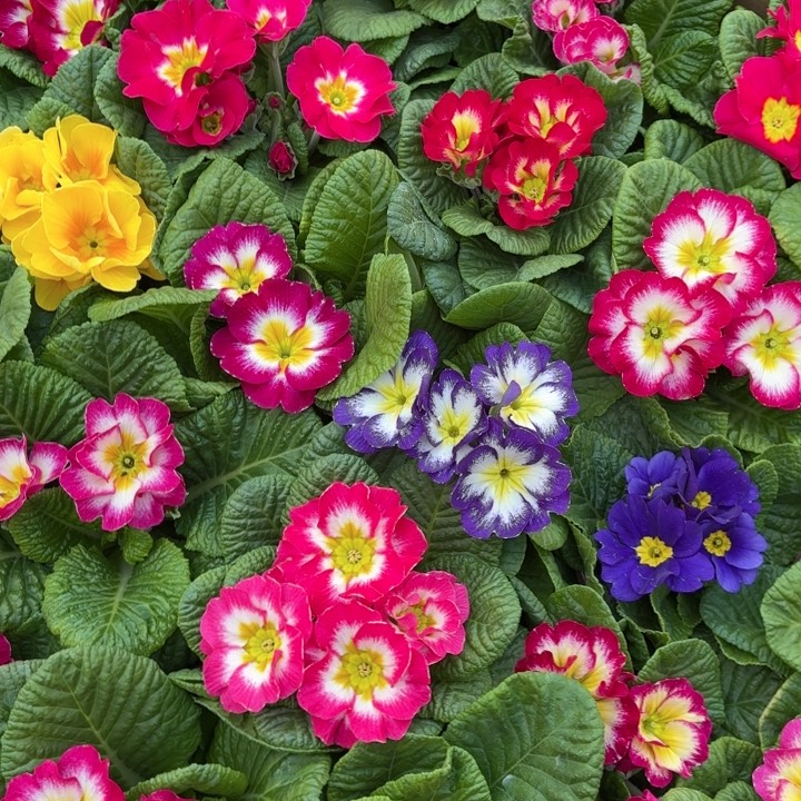 全部花苞欧洲报春3盆3色