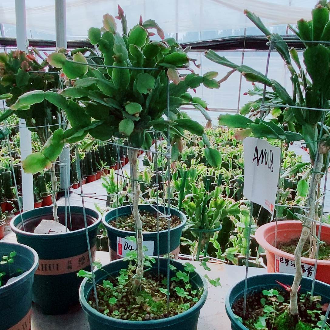 赣***心完全开放一物一拍叶仙嫁接