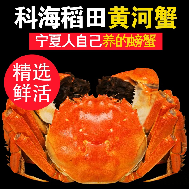 科海黄河稻田蟹 香草捆绑【蟹礼款】母蟹2.5两4只/公蟹3.5两4只/共 8只同顺丰急送