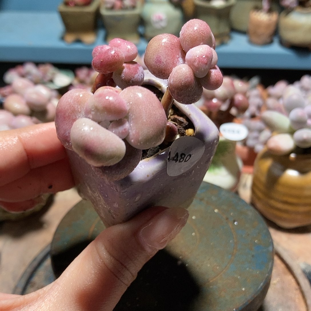 4480糖果腰子蛋带盆土