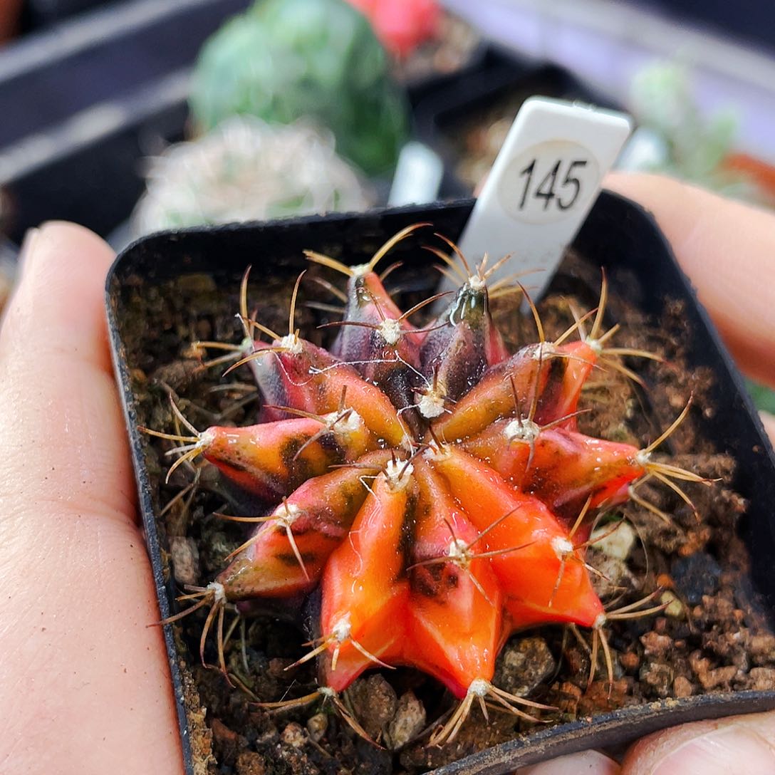 非偏远地区满25包邮仙人球