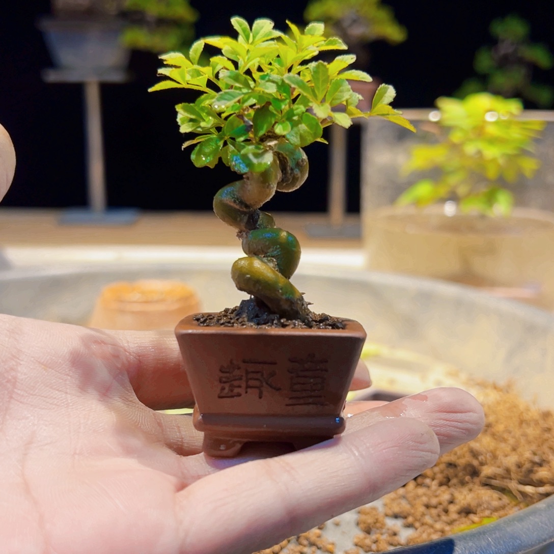 无花朵盆景1111111111