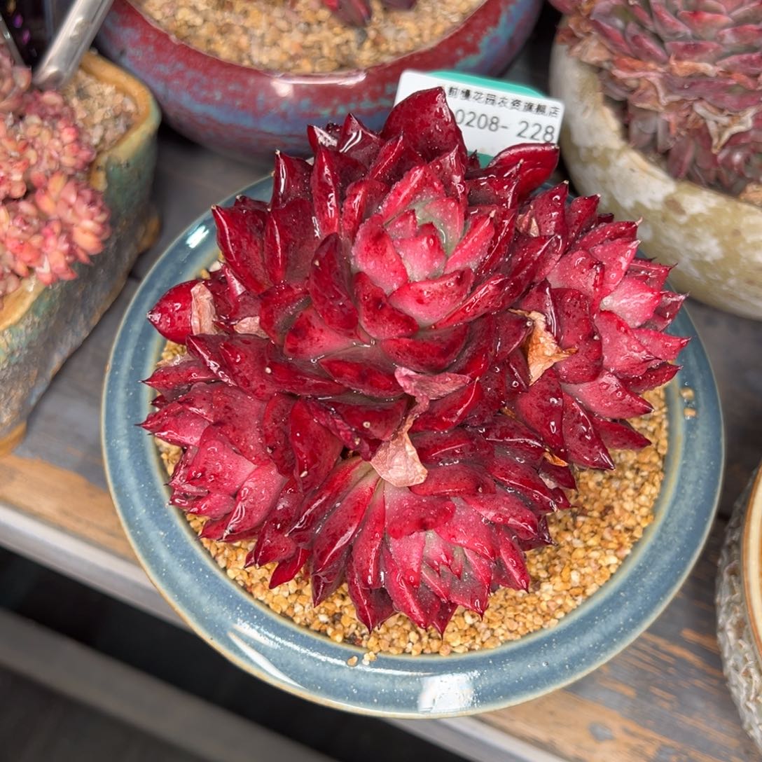 从前慢多肉精选编号0208.228