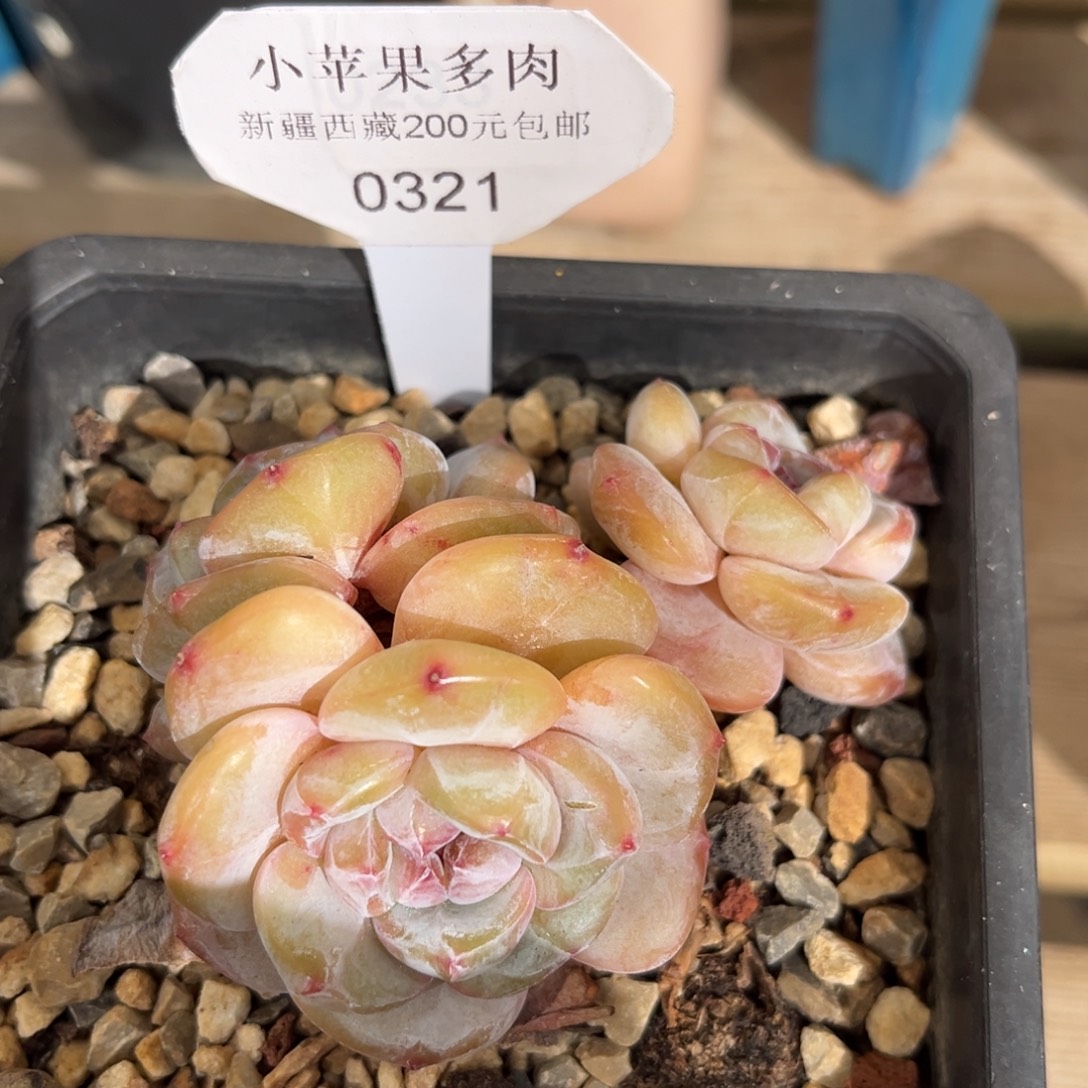 黄底紫心321/9cm3头