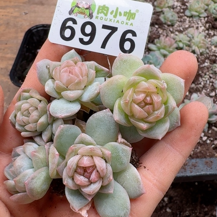 多肉植物多肉植物