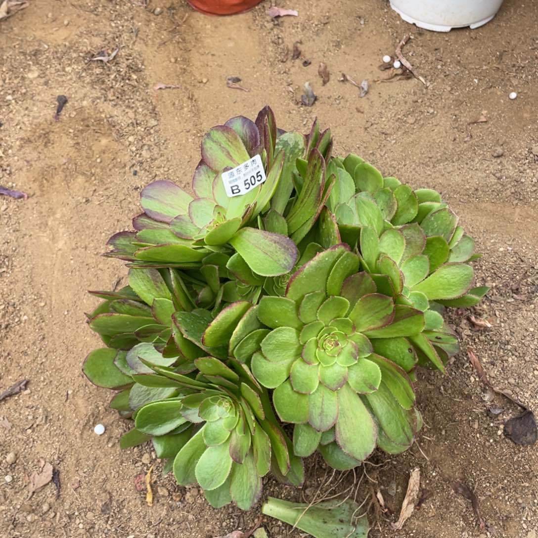 505花月夜多肉法师断枝不包量