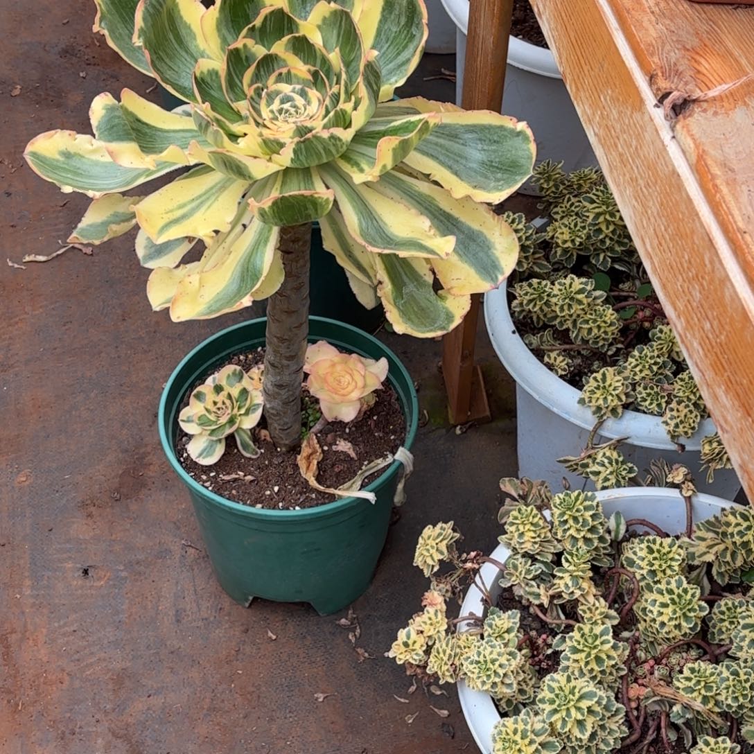 云南多肉植物燕姿