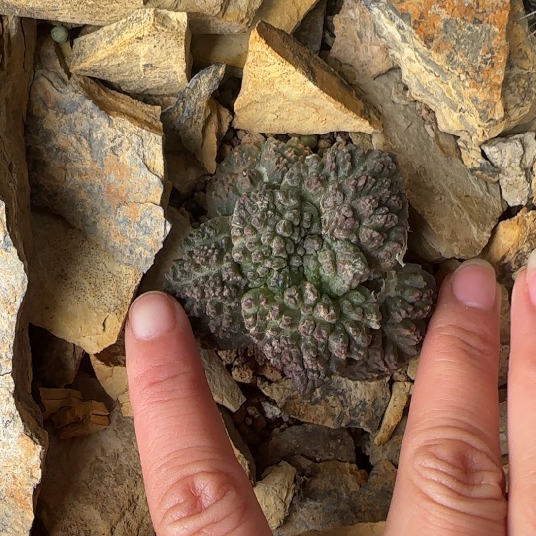 010自根哥斯拉草球多肉福利5.4